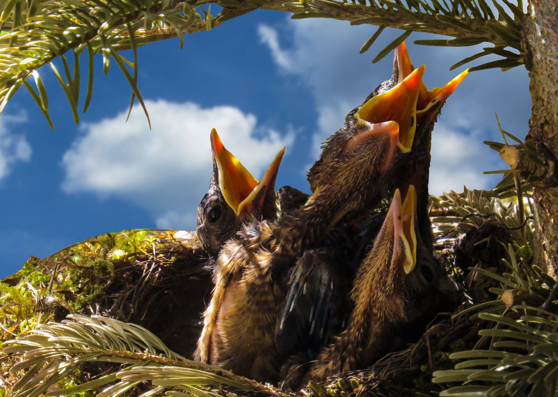 bird-blackbird-nest-hatching.jpg